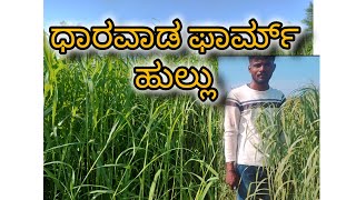 ಹೈನುಗಾರಿಕೆಯಲ್ಲಿ ಧಾರವಾಡ ಫಾರ್ಮ್ ಹುಲ್ಲು.|Dharwad farm Grass.