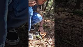 Let's go hunt for mushrooms #matsutake #pnw #pnwdiscovered #mushroomhunting #shortvideo #fyp #tiktok