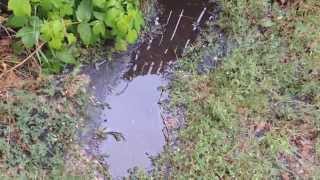 Gate old garden and puddle. Free footage HD.