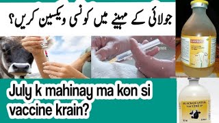 July k mahine ma kon si vaccine krainجولائی کے مہینے میں گائے بھینس بھیڑ بکری میں کونسی ویکسین