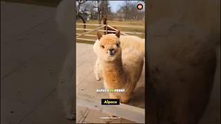 alpaca spits #shorts #viral