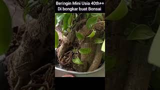 Beringin Mini Usia 40th++ di bongkar buat bonsai #shorts #bonsai #viral