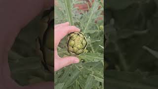 Have you ever wondered when is the perfect time to pick artichokes? #gardening #artichoke #natural