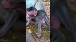 Ep441. Adorable Monkey Has the Cutest Reaction to Meeting a New Friend