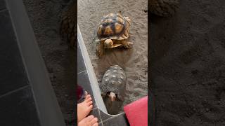 Lucu kura2nya pada dateng minta makan #tortoise #turtles #feeding #animals #cute #lucu #funnyanimals