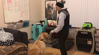 Crate exercise with Piper | 2019 | Funtastic K9 Training