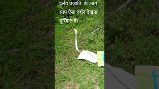 albino cobra #shortvideo #shorts #short #viral #viral #trending #yearofyou