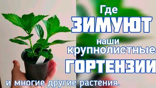 Где ЗИМУЮТ маленькие саженцы крупнолистных ГОРТЕНЗИЙ 💐 и другие горшечные РАСТЕНИЯ.