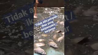 Semua ikan gurame sehat, tidak ada yang berpenyakit - Budidaya ikan gurame #ikan #budidaya #gurame