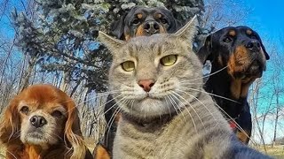 New Funny Cats and Dogs Videos 🐶🐱 |  Funny Animal Videos  #24