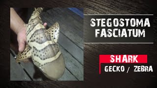 STEGOSTOMA FASCIATUM // Hiu Tokek // Hiu Kembang // Hiu Zebra