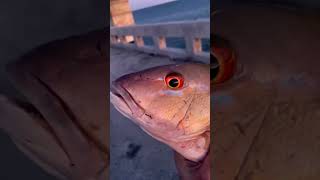 The EASIEST WAY to catch FISH! #shorts #explore #trending #fishing #viral #youtube #animals #nature