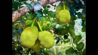 Momento Malum Today Episode 126 Jackfruit Genetics