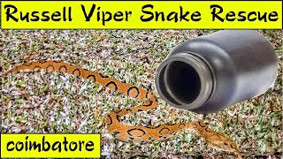 Russell Viper Snake Rescue | A Venomous Encounter Saved |