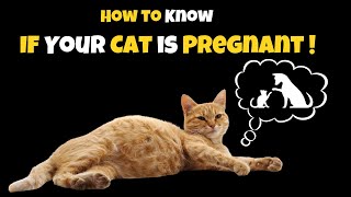 How to Know If Your Cat is Pregnant | Signs and Symptoms of Cat's Pregnancy