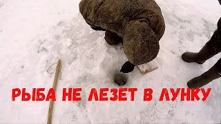 ЛОВОЗЕРО.СИГ. НАЛИМ. НЕОЖИДАННАЯ ПОКЛЕВКА.