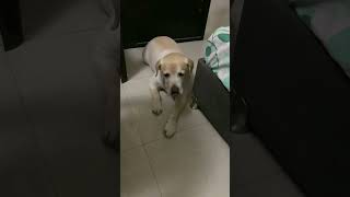 #karwachauth #comedy #funny #2024 #dog #doglovers #dogvideos #shortvideo #youtubeshorts #dogcomedy