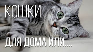 Самые красивые и любимые породы кошек | Интересные факты про кошек