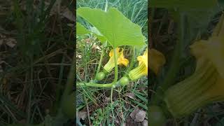 Pumpkin finally turning it's flowers to little fruits #shorts #food #agriculture #sustainability