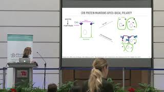 SPP Berlin 2018: Anna Bajur (Max Planck Institute) - Coordinating cell polarity and morphogenesis...