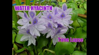 Water Hyacinth - timelapse