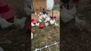 14 days away. Our chicken tenders did great watching our chickens #homesteading