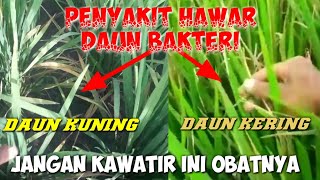 OBAT AMPUH UNTUK HAMA TANAMAN PADI, JAMUR HAWAR, DAUN KUNING, SUNDEP