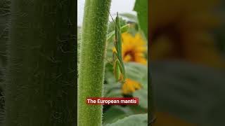 Călugăriță - The European mantis - Mantis religiosa #wildlifeMoldova #nature #wildlife