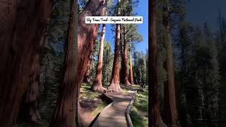 Big Trees Trail - Sequoia National Park #shorts #ytshorts