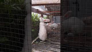 berbuka sebelum yang punya #trending #kelinci #shortvideo #subscribe #rabbit