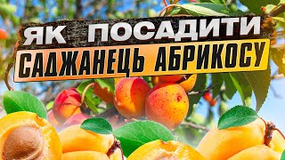 Як правильно посадити саджанець абрикосу.