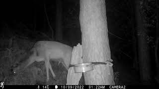 A fallow buck in Donard forest