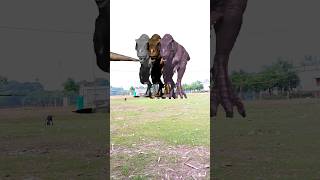 Big Dinosaur chase T-Rex chasing part- 815 #shorts #dinosaur #youtube #dinosaurs #youtubeshorts #vfx