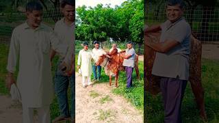 top gir breeding farm in haryana || gir cow love