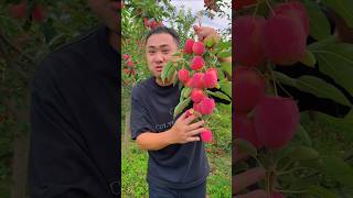 Enjoy beautiful nature crab apple farming tasting so sweet and fresh #apple #fresh #harvest