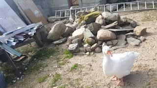 Found Giant goose at sketchy farm (Will it lay a golden egg!?)