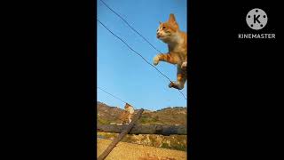 Funniest😂😂 Dogs and Cats Compilation Video