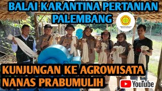 BALAI KARANTINA PERTANIAN PALEMBANG  BERKUNJUNG KE AGROWISATA NANAS PRABUMULIH