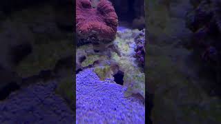 Sleeper Goby vs Tiger Pistol Shrimp - do not mess with Pistol Shrimp