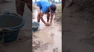 Catching Fish at the Rice Field #shorts