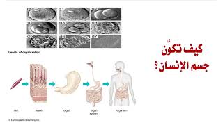 كيف تكون جسم الأنسان