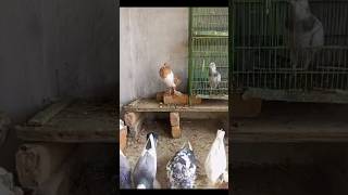 Beautiful Pigeons Loft||#foryou #foryouvideo #foryou #foryouvideo #foryou #foryouvideo #foryou