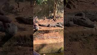 NANDANKANAN CROCODILES 🐊