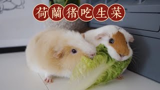 【荷兰猪】原声吃播开播啦！  今天随便吃个每天都吃稀松平常的生菜吧~