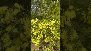 Winter Wattle Wednesday #shorts #photography #outdoors #wattles #peaceful