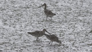 The Black-tailed godwit, the Black-winged stilt and the Ruff, all together feeding during heavy rain