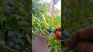 🌸  nithya malli poo 🌸 | நித்தியமல்லி பூ பந்தல் | my garden flowers |#shrots