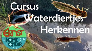 Videocursus ongewervelde WATERDIERTJES herkennen #10 Ernst Kopje Onder