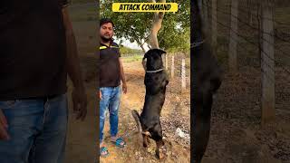 Aggressive Rottweiler #shorts #rottweiler #aggressivedog #guarddog #traineddog #dog #maxx #cute #yt