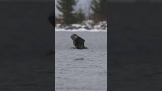 Eagle flying close to water 🦅